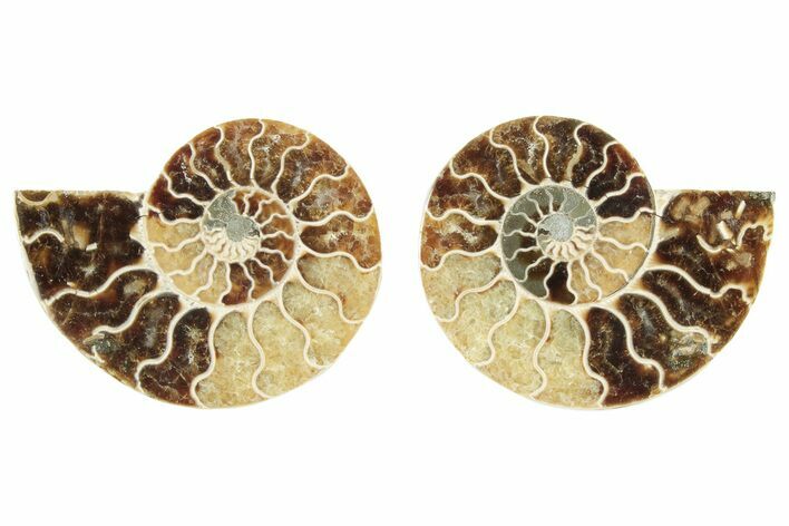Cut & Polished, Agatized Ammonite Fossil - Madagascar #234423